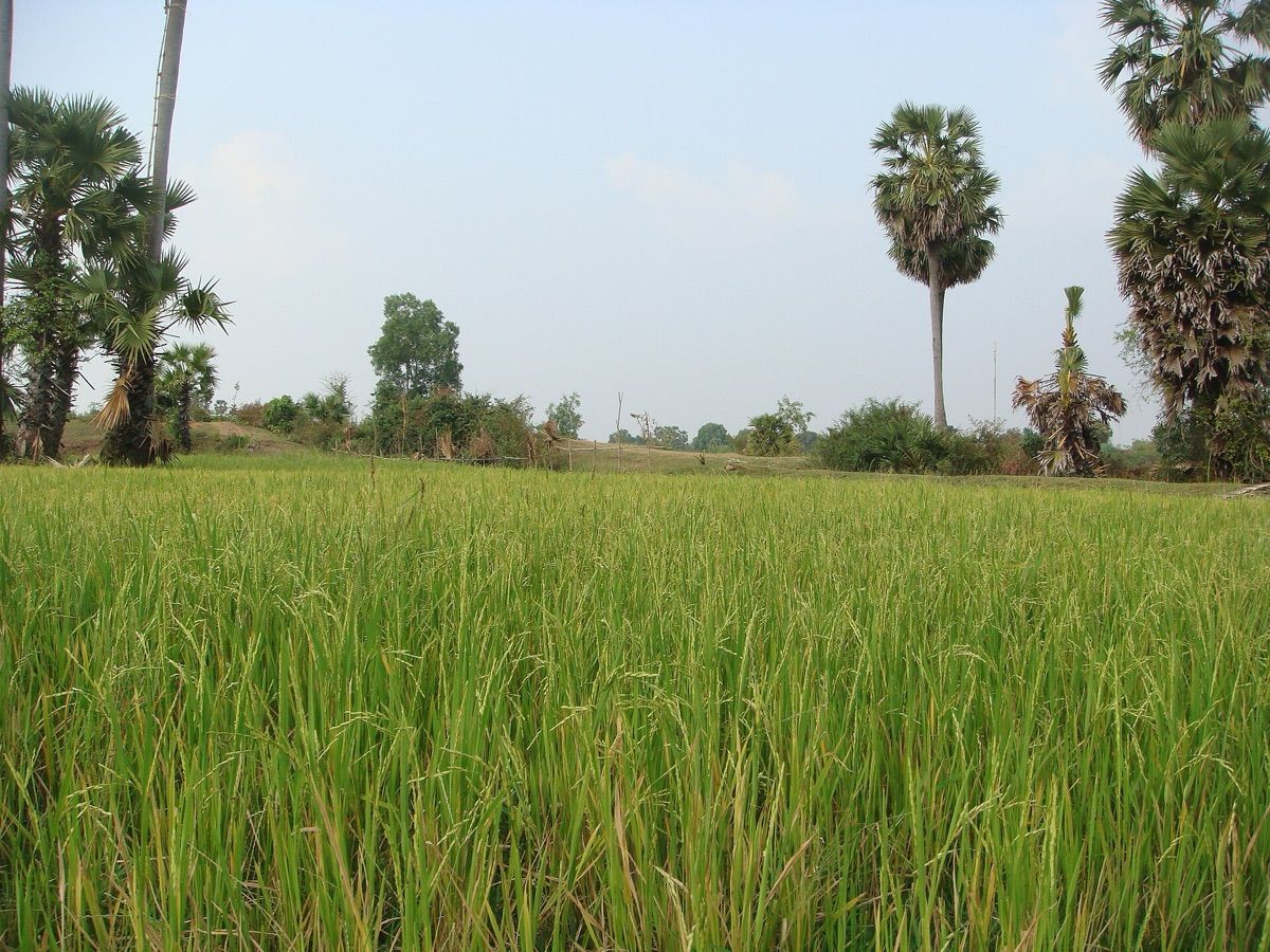 Kampong Thom (កំពង់ធំ)